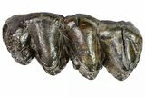 Gomphotherium (Mastodon Relative) Molar - Georgia #74437-2